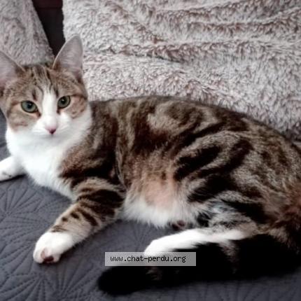 Patoune Chat Perdu A Combs La Ville Chat Perdu France