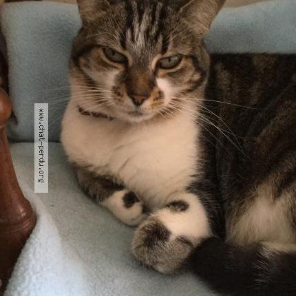 Photo 1/1 PERLE Chat perdu à Loctudy