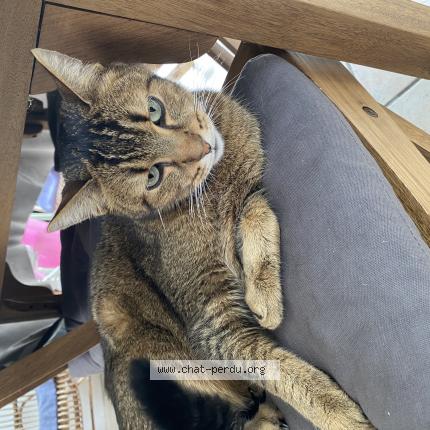 Chat Trouve A Bordeaux Chat Perdu France