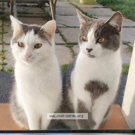 Photo 1/1 Smock Chat perdu à Bouin