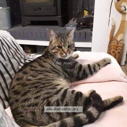 Photo 1/2 Peanut Chat perdu à Bertheauville