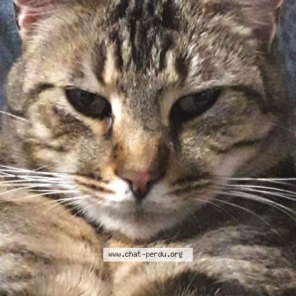 Photo 2/2 Peanut Chat perdu à Bertheauville