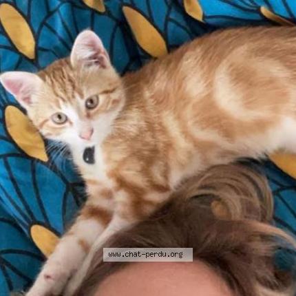 644568 romeo chat perdu a grenoble chat perdu france