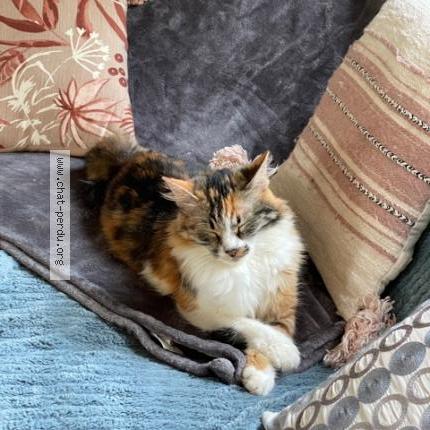 Photo 1/2 VINKA Chat perdu à L etang la ville