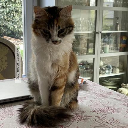 Photo 2/2 VINKA Chat perdu à L etang la ville