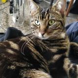 Chat Perdu Ou Trouve Rennes Ille Et Vilaine 35 France Chat Perdu Ou Trouve Rennes Ille Et Vilaine 35 France