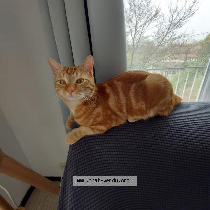 Petit Chat Roux Chat Perdu A Mons Chat Perdu Belgique