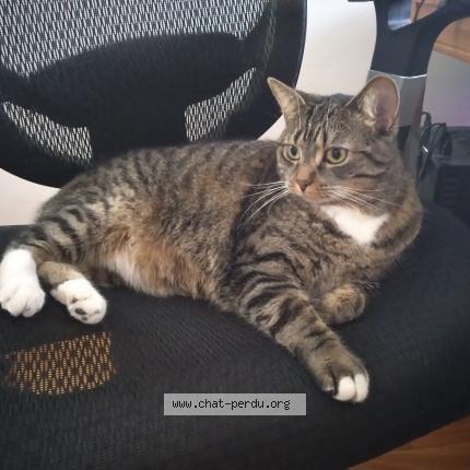 Cendre Chat Perdu Et Retrouve A Montreal Chat Perdu Canada Cendre Chat Perdu Et Retrouve A Montreal Chat Perdu Canada