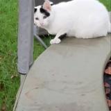 Chat Perdu Ou Trouve Lorient Morbihan 56 France Chat Perdu Ou Trouve Lorient Morbihan 56 France