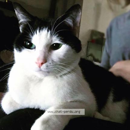 Photo 1/1 Chat retrouvé Perdu à Lille