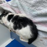 Chat Trouve Toulouse Haute Garonne 31 France Chat Trouve Toulouse Haute Garonne 31 France