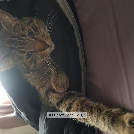 Winnie Chat Perdu Et Retrouve A Saint Germain En Laye Chat Perdu France Winnie Chat Perdu Et Retrouve A Saint Germain En Laye Chat Perdu France