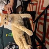 Chat Trouve Paris 75 France Chat Trouve Paris 75 France