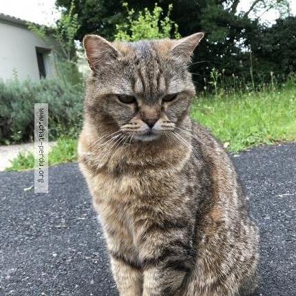 Photo 1/1 Gaston Chat perdu à Niort