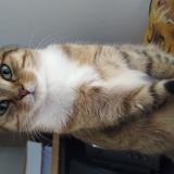 Chat Perdu Ou Trouve Angers Maine Et Loire 49 France