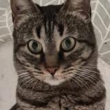 Photo de chat perdu à Carpentras