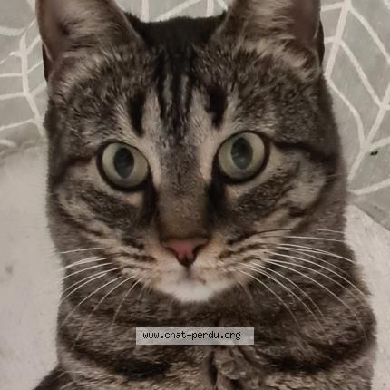 Photo 1/1 Chat retrouvé Perdu à Carpentras