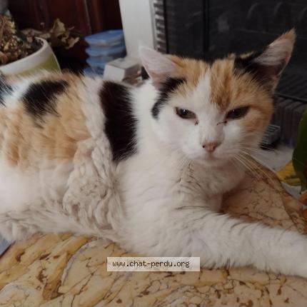 Photo 1/1 Cocotte Chat perdu à Saint julien en genevois