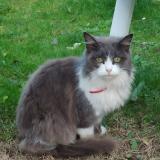 Chat Trouve Eure 27 France