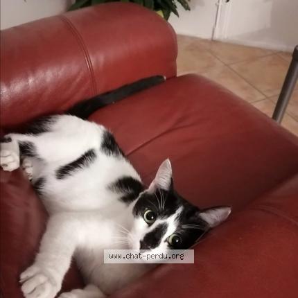 Photo 1/1 Chat retrouvé Perdu à Marseille