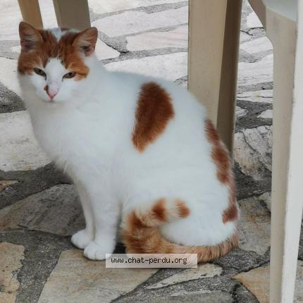 Chat Trouve A Trie Chateau Chat Perdu France Chat Trouve A Trie Chateau Chat Perdu France