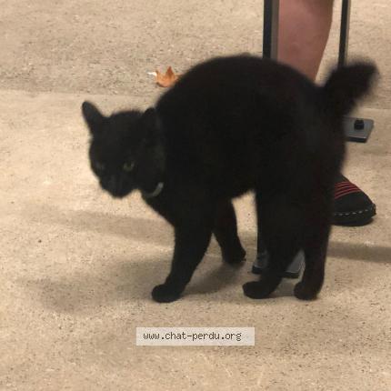 Chat Trouve Et Rendu A Toulouse Chat Perdu France