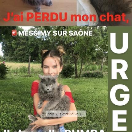 Pumba Chat Perdu A Messimy Sur Saone Chat Perdu France