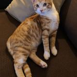 Chat Trouve Paris 75 France