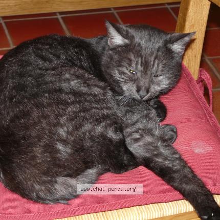 Photo 1/1 Liane Chat perdu à Champlay