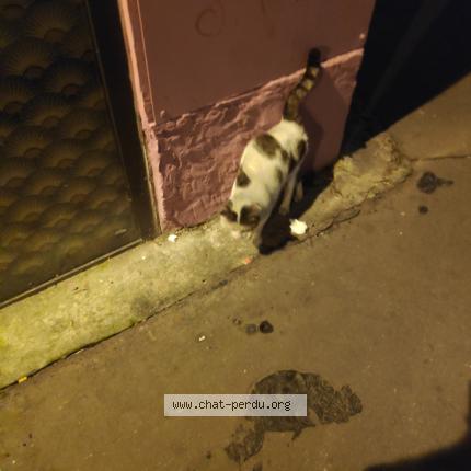 Chat Trouve A Paris 18 Chat Perdu France Chat Trouve A Paris 18 Chat Perdu France