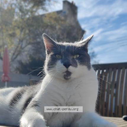 Photo 1/1 Chat retrouvé Perdu à Poitiers