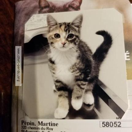 Photo 1/1 Stella Chat perdu à Saint augustin de desmaures