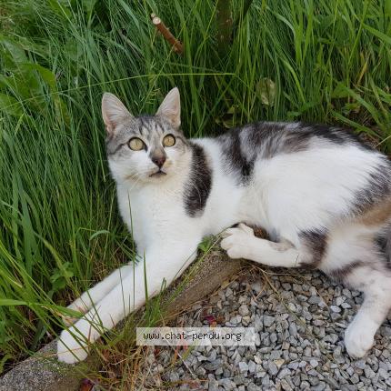 Photo 1/1 Chewie Chat perdu à Briec