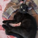 Chat Perdu Ou Trouve Paris 75 France Chat Perdu Ou Trouve Paris 75 France