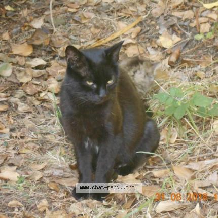 Photo 1/1 Ebene Chat perdu à Moutiers les mauxfaits