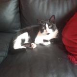 Chat Trouve Finistere 29 France