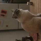 Chat Perdu Ou Trouve Paris 75 France