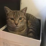 Chat Perdu Ou Trouve Paris 75 France Chat Perdu Ou Trouve Paris 75 France