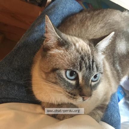 Photo 1/1 Naya Chat perdu à Lormont