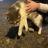 Chat Perdu Ou Trouve Paris 75 France Chat Perdu Ou Trouve Paris 75 France