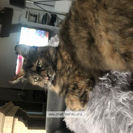 6521 Raven Chat Perdu A Poueyferre Chat Perdu France 6521 Raven Chat Perdu A Poueyferre Chat Perdu France