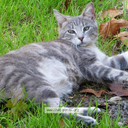 Photo 1/1 Zyanya Chat perdu à La salvetat belmontet