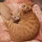 Chat Perdu Ou Trouve Paris 75 France Chat Perdu Ou Trouve Paris 75 France