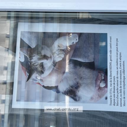 Chat Trouve A Reims Chat Perdu France Chat Trouve A Reims Chat Perdu France