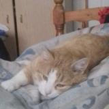 Chat Perdu Ou Trouve Arc Les Gray Haute Saone 70 France