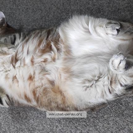 Cannelle Chat Perdu A Trets Chat Perdu France