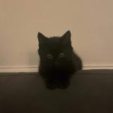 Chat Perdu Ou Trouve Paris 75 France Chat Perdu Ou Trouve Paris 75 France