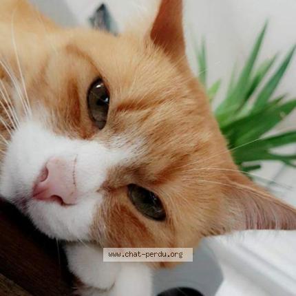 Bob Chat Perdu A Arudy Chat Perdu France