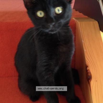 Photo 1/1 Lilou Chat perdu à Montauban