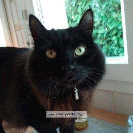 Photo 1/1 ULYSSE Abriel Collignon Chat perdu à Saint julien en genevois 74160